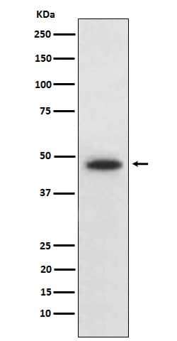 Western Blot: Wnt-5b Antibody (SR1784) [NBP3-22311] - Western blot analysis using NBP3-22311 in HepG2 cell lysate.