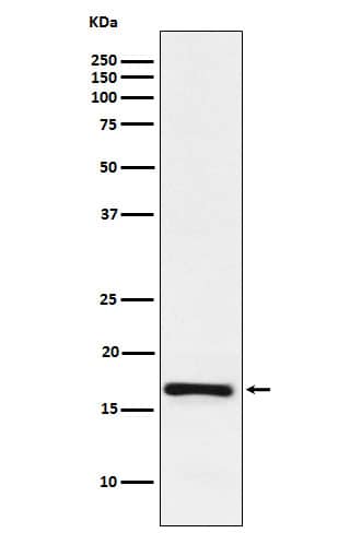 Western Blot: LMO4 Antibody (SR1262) [NBP3-22321] - Western blot analysis using NBP3-22321 in Jurkat cell lysate.