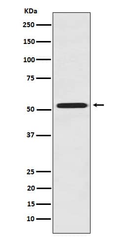 Western Blot: FMO3 Antibody (SR2010) [NBP3-22323] - Western blot analysis using NBP3-22323 in Mouse kidney lysate.