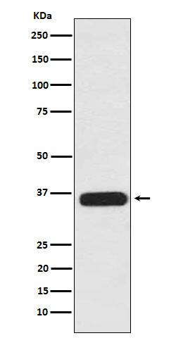 Western Blot: PDLIM1 Antibody (SR1602) [NBP3-22324] - Western blot analysis using NBP3-22324 in 293T cell lysate.