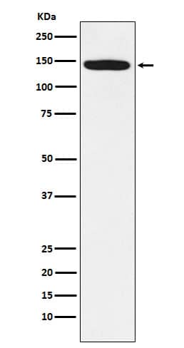 Western Blot: HIV-1 Tat specific factor 1 Antibody (SR1153) [NBP3-22330] - Western blot analysis using NBP3-22330 in Jurkat cell lysate.