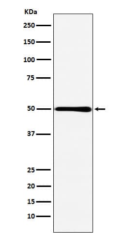 Western Blot: HMGCS2 Antibody (SR1885) [NBP3-22333] - Western blot analysis using NBP3-22333 in Caco-2 cell lysate.