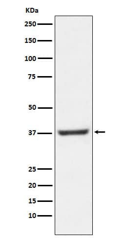 Western Blot: NFYA Antibody (SR1622) [NBP3-22339] - Western blot analysis using NBP3-22339 in 293T cell lysate.