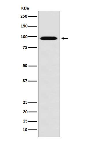 Western Blot: RANBP9 Antibody (SR2288) [NBP3-22340] - Western blot analysis using NBP3-22340 in HeLa cell lysate.