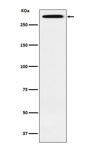 Western Blot: SMG1 Antibody (SR1684) [NBP3-22354] - Western blot analysis using NBP3-22354 in Saos2 cell lysate.