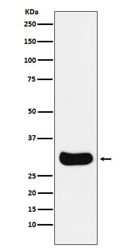 Western Blot: GEMIN2 Antibody (SR1523) [NBP3-22356] - Western blot analysis using NBP3-22356 in HepG2 cell lysate.