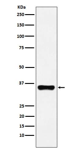 Western Blot: HOXA9 Antibody (SR1583) [NBP3-22360] - Western blot analysis using NBP3-22360 in 293T cell lysate.