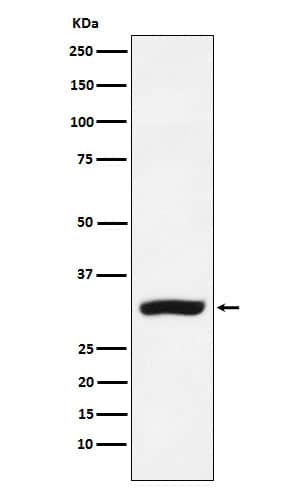 Western Blot: CBR1 Antibody (SR1506) [NBP3-22368] - Western blot analysis using NBP3-22368 in MCF-7 cell lysate.