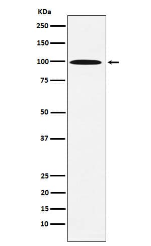 Western Blot: Gamma Adaptin Antibody (SR1005) [NBP3-22376] - Western blot analysis using NBP3-22376 in 293T cell lysate.