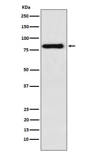 Western Blot: PAG1 Antibody (SR2238) [NBP3-22384] - Western blot analysis using NBP3-22384 in Raji cell lysate.