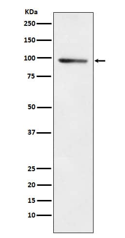 Western Blot: PDE4B Antibody (SR2301) [NBP3-22387] - Western blot analysis using NBP3-22387 in A549 cell lysate.