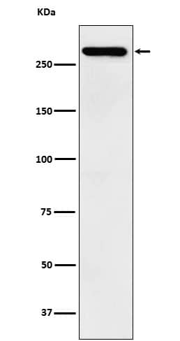 Western Blot: KAT4/TBP Associated Factor 1 Antibody (SR1493) [NBP3-22390] - Western blot analysis using NBP3-22390 in SH-SY5Y cell lysate.