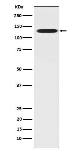 Western Blot: CC2D1A Antibody (SR1124) [NBP3-22397] - Western blot analysis using NBP3-22397 in Hela cell lysate.