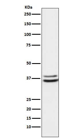 Western Blot: PIM2 Antibody (SR1557) [NBP3-22407] - Western blot analysis using NBP3-22407 in K562 cell lysate.