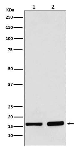 Western Blot: AP2S1 Antibody (SR1254) [NBP3-22419] - Western blot analysis using NBP3-22419 in (1) 293 cell lysate; (2) Mouse brain lysate.