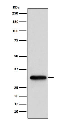 Western Blot: ADP-Sugar Pyrophosphatase/NUDT5 Antibody (SR1511) [NBP3-22427] - Western blot analysis using NBP3-22427 in HeLa cell lysate.