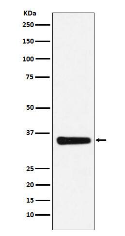 Western Blot: MED4 Antibody (SR1586) [NBP3-22429] - Western blot analysis using NBP3-22429 in HepG2 cell lysate.