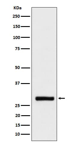 Western Blot: BRMS1 Antibody (SR1460) [NBP3-22436] - Western blot analysis using NBP3-22436 in HeLa cell lysate.