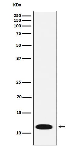 Western Blot: ICAT/CTNNBIP1 Antibody (SR1112) [NBP3-22453] - Western blot analysis using NBP3-22453 in 293T cell lysate.