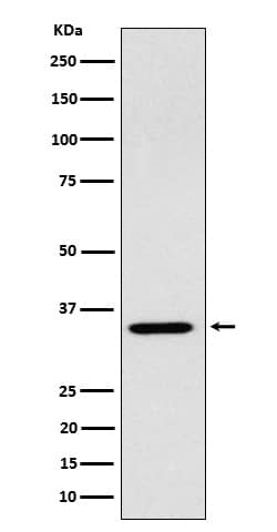 Western Blot: ARPC2 Antibody (SR1558) [NBP3-22460] - Western blot analysis using NBP3-22460 in 293 cell lysate.