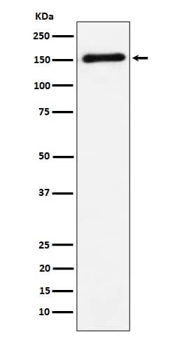 Western Blot: Contactin-4 Antibody (SR1190) [NBP3-22476] - Western blot analysis using NBP3-22476 in Human cerebellum cell lysate.