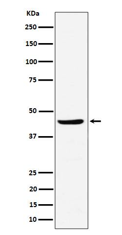 Western Blot: NDRG3 Antibody (SR1777) [NBP3-22482] - Western blot analysis using NBP3-22482 in Raji cell lysate.