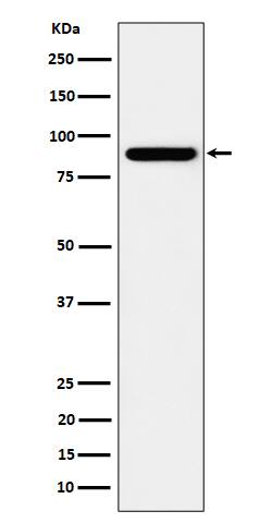 Western Blot: HOOK2 Antibody (SR2255) [NBP3-22485] - Western blot analysis using NBP3-22485 in HeLa cell lysate.