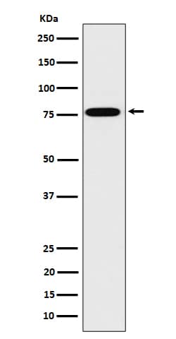 Western Blot: DPP3 Antibody (SR2247) [NBP3-22487] - Western blot analysis using NBP3-22487 in 293T cell lysate.