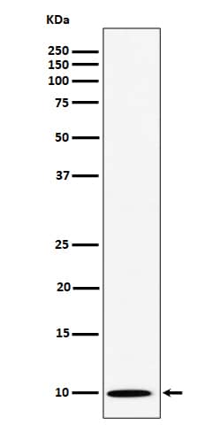 Western Blot NOP10 Antibody (SR1053)