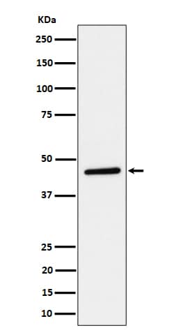 Western Blot: TAPP1/PLEKHA1 Antibody (SR1740) [NBP3-22506] - Western blot analysis using NBP3-22506 in HeLa cell lysate.