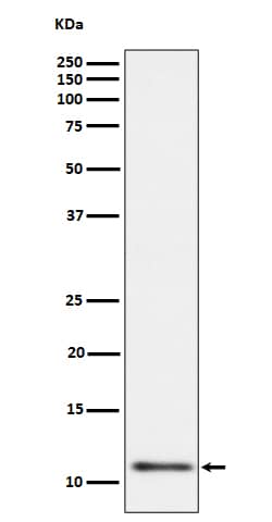 Western Blot: UQCRH Antibody (SR1085) [NBP3-22508] - Western blot analysis using NBP3-22508 in HL60 cell lysate.