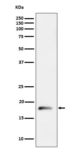 Western Blot RPL26L1 Antibody (SR1266) - BSA Free
