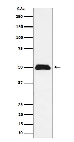Western Blot: Abraxas Antibody (SR1869) [NBP3-22521] - Western blot analysis using NBP3-22521 in MCF7 cell lysate.