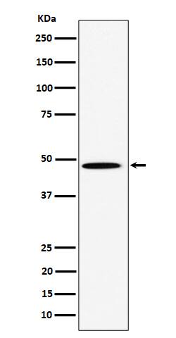 Western Blot PHD4/HIF Prolyl Hydroxylase 4 Antibody (SR1816)