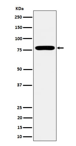 Western Blot: GFPT1 Antibody (SR2221) [NBP3-22535] - Western blot analysis using NBP3-22535 in MCF7 cell lysate.