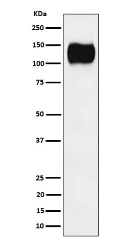 Western Blot: ICAM-3/CD50 Antibody (SR1003) [NBP3-22536] - Western blot analysis of ICAM-3/CD50 expression in Ramos cell lysate. 