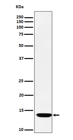 Western Blot: FDX1 Antibody (SR1148) [NBP3-22548] - Western blot analysis using NBP3-22548 in A549 cell lysate.