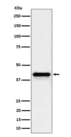 Western Blot: Wnt16 Antibody (SR1698) [NBP3-22551] - Western blot analysis using NBP3-22551 in HepG2 cell lysate.