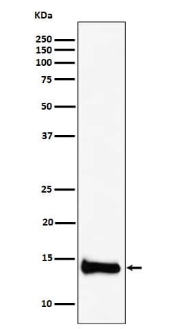 Western Blot: PIN4 Antibody (SR1179) [NBP3-22561] - Western blot analysis using NBP3-22561 in HepG2 cell lysate.