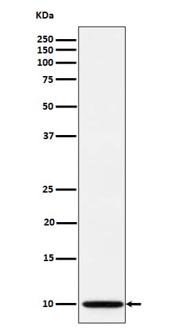 Western Blot: NDUFA1 Antibody (SR1052) [NBP3-22571] - Western blot analysis using NBP3-22571 in A673 cell lysate.