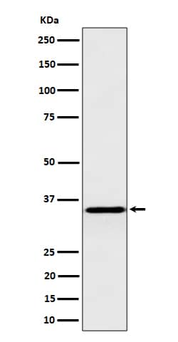 Western Blot: Inorganic Pyrophosphatase/PPA1 Antibody (SR1552) [NBP3-22572] - Western blot analysis using NBP3-22572 in HepG2 cell lysate.