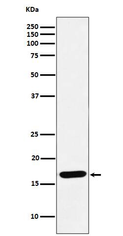 Western Blot: UbcH5a/UBE2D1 Antibody (SR1267) [NBP3-22574] - Western blot analysis using NBP3-22574 in Raji cell lysate.