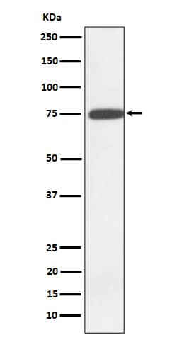 Western Blot: N-Acetylmannosamine Kinase/GNE Antibody (SR2196) [NBP3-22587] - Western blot analysis using NBP3-22587 in K562 cell lysate.