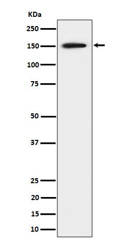 Western Blot: SAFB Antibody (SR1200) [NBP3-22591] - Western blot analysis using NBP3-22591 in 293 cell lysate.