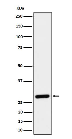 Western Blot: CLIC4 Antibody (SR1481) [NBP3-22596] - Western blot analysis using NBP3-22596 in 293 cell lysate.