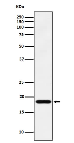 Western Blot: TMEM85 Antibody (SR1287) [NBP3-22599] - Western blot analysis using NBP3-22599 in 293 cell lysate.