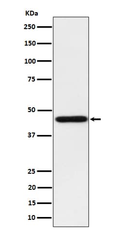 Western Blot: HOMER1 Antibody (SR1770) [NBP3-22600] - Western blot analysis using NBP3-22600 in HepG2 cell lysate.