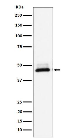 Western Blot: DNAJA4 Antibody (SR1767) [NBP3-22601] - Western blot analysis using NBP3-22601 in Hela cell lysate.