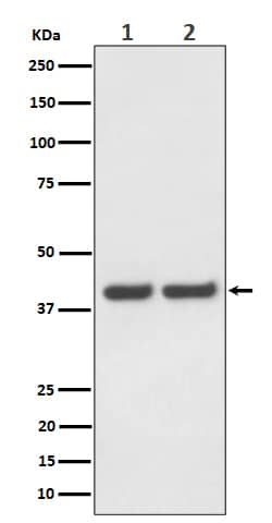 Western Blot: FAM50A Antibody (SR1667) [NBP3-22602] - Western blot analysis using NBP3-22602 in (1) HeLa cell lysate; (2) Raw264.7 cell lysate.