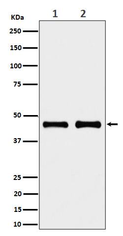 Western Blot: NDUFS2 Antibody (SR1778) [NBP3-22604] - Western blot analysis using NBP3-22604 in (1) HeLa cell lysate; (2) RAW264.7 HeLa cell lysate.